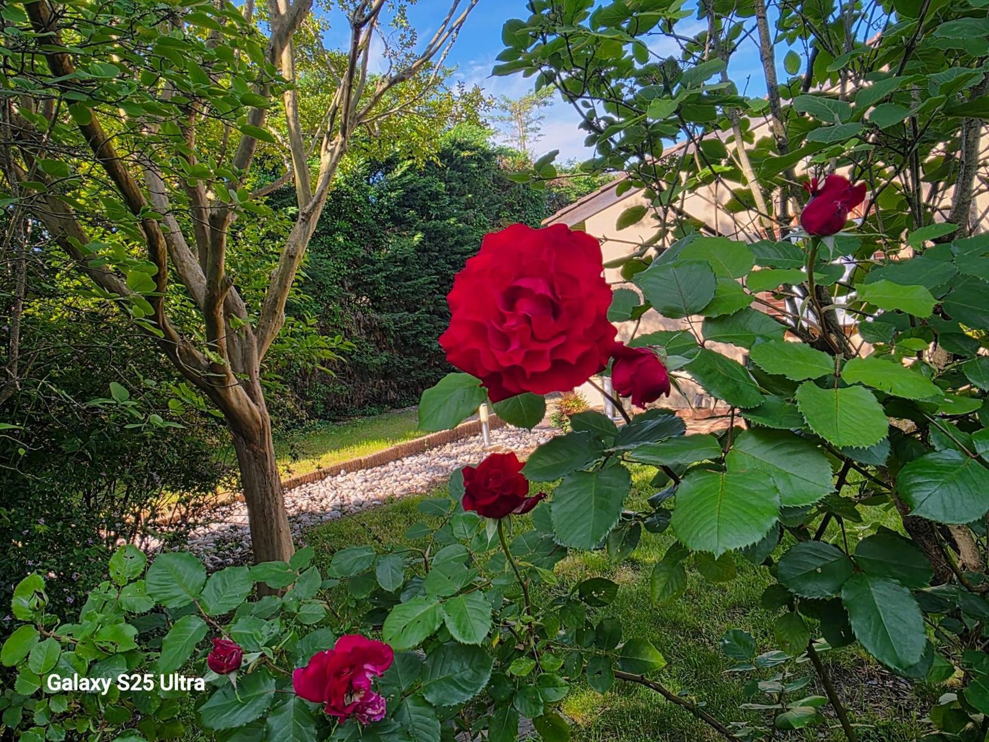 La Villa Des Violettes Toulouse Dış mekan fotoğraf