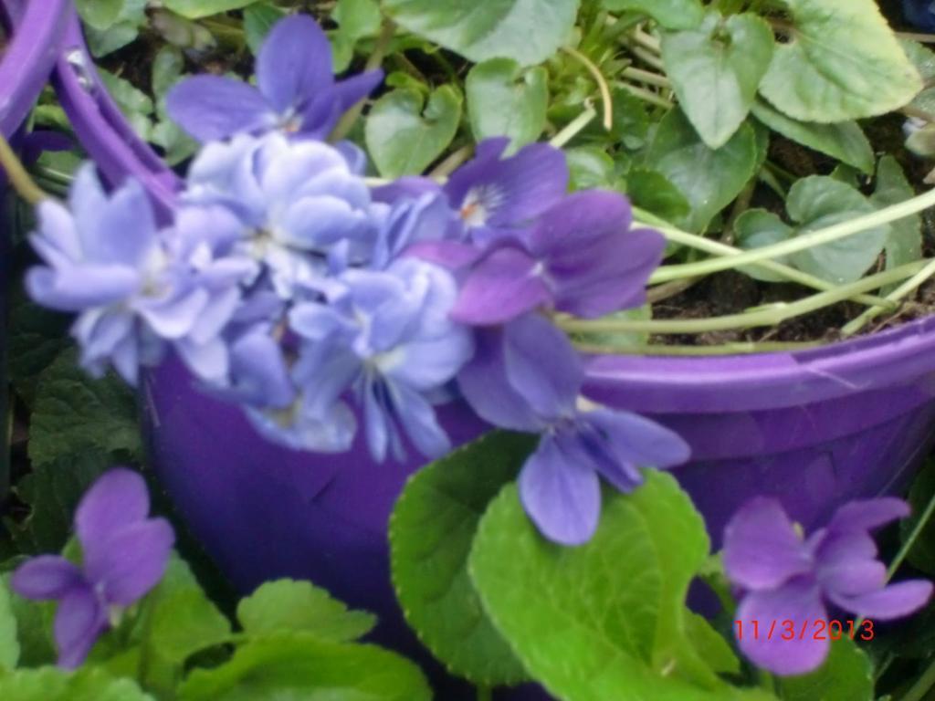 La Villa Des Violettes Toulouse Dış mekan fotoğraf